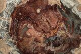 Polished Petrified Wood (Araucaria) Round - Madagascar #344668-1